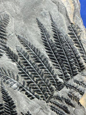 Prachtig plantenfossiel uit het Carboon. - Gefossiliseerde