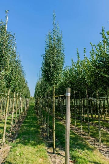 Crataegus monogyna Stricta hoogstam 14/16