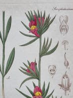 Diedrich Franz Leonhard von Schlechtendal (1794 / 1866) -
