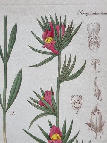 Diedrich Franz Leonhard von Schlechtendal (1794 / 1866) -, Antiek en Kunst