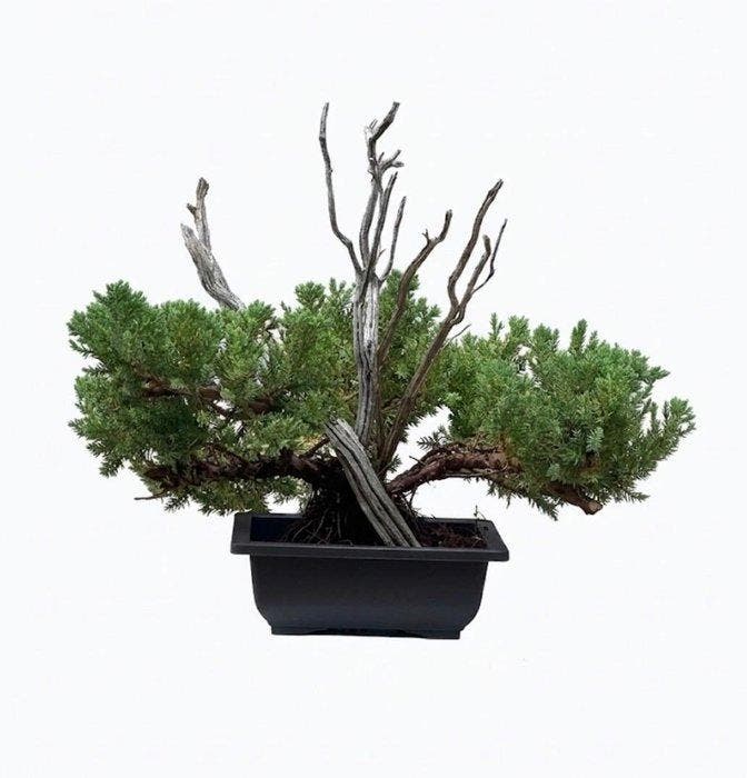 Jeneverbes bonsai (Juniperus) - Hoogte (boom): 28 cm -, Antiek en Kunst, Curiosa en Brocante