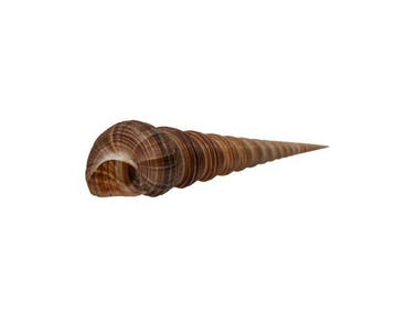 Turritella terebra 14,5 cm XL schelp (torenschelp) F+++, Antiek en Kunst