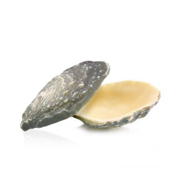Dobla Chocoladedecoratie Oester (12 stuks), Verzenden, Nieuw