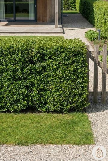 Chinese Hulst / Ilex Crenata Convexa 60-80 cm