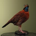 Temmincks Tragopaan Taxidermie Opgezette Dieren By Max, Ophalen of Verzenden, Nieuw, Vogel, Opgezet dier