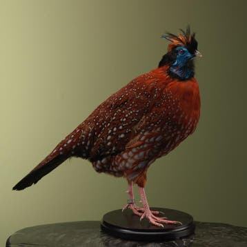 Temmincks Tragopaan Taxidermie Opgezette Dieren By Max, Ophalen of Verzenden, Nieuw, Vogel, Opgezet dier