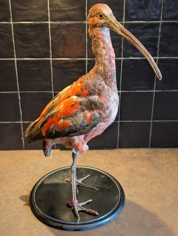 Ibis Taxidermie volledige montage - eudocimus ruber - with, Nieuw
