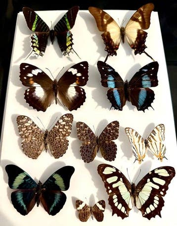 Kleurrijke collectie van 10 tropische vlinders in lijst -ex, Verzamelen, Nieuw