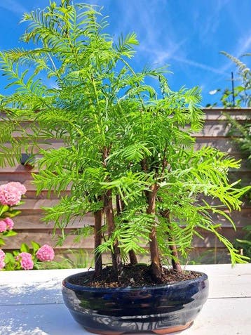 metasequoia bos in bonsaischaal - Hoogte (boom): 30 cm -