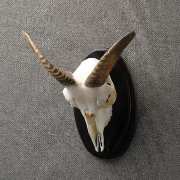 Moeflon Schedel Taxidermie Opgezette Dieren By Max, Verzamelen, Dierenverzamelingen, Ophalen of Verzenden, Nieuw, Wild dier, Opgezet dier