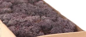 Rendiermos IJslandsmos Finlandsmos Lavendel 500 gram, Ophalen of Verzenden, Nieuw