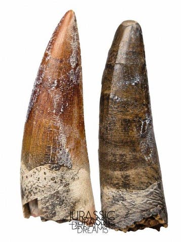 Set van 2 goed bewaarde Suchomimus tenerensis spinosauride