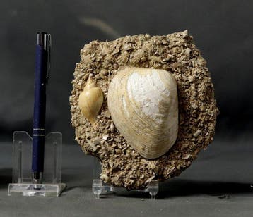 Uitzonderlijke fossiele schelp - Grote maat - Op originele