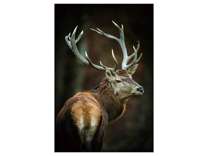 Glasschilderij Hert | 948, Huis en Inrichting, Woonaccessoires | Overige, Nieuw, Ophalen of Verzenden