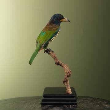Grote Baardvogel Taxidermie Opgezette Dieren By Max, Ophalen of Verzenden, Nieuw, Vogel, Opgezet dier