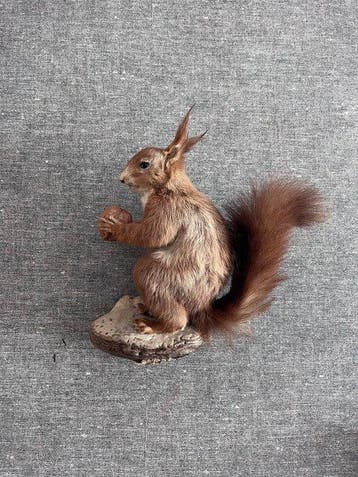 Red Squirrel - Taxidermie volledige montage - Sciurus, Nieuw