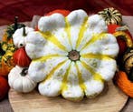 Fall blossom f1 witte patisson met gele strepen pompoen 250, Ophalen of Verzenden, Nieuw