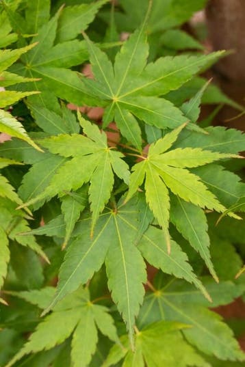 Acer palmatum Sangokaku meerstammig 250-300