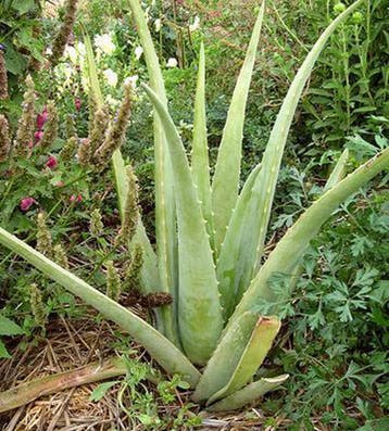 Voel je goed met Aloe Vera - R. Duynstee 9789066111189, Verzenden, Gelezen, R. Duynstee