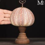 Curiosity Objects - Natuurwetenschap - Grote decoratieve