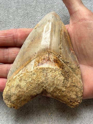 Megalodon-tand 12,1 cm - Fossiele tand - Carcharocles, Verzamelen
