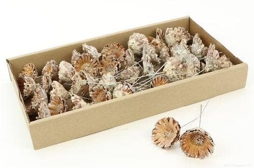 Protea compacta op draad droogbloem Rose doos 55 stuks, Hobby en Vrije tijd, Knutselen, Nieuw, Ophalen of Verzenden