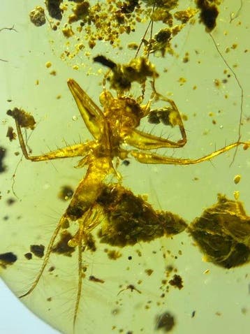 Amber - Fossiele matrix - Fortigryllus - 17.7 mm - 12.7 mm