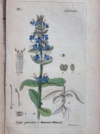 Diedrich Franz Leonhard von Schlechtendal (1794 / 1866) -