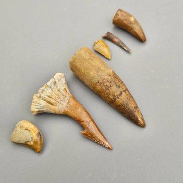 The ultimate Moroccan - Fossiele tanden - dinosaur tooth