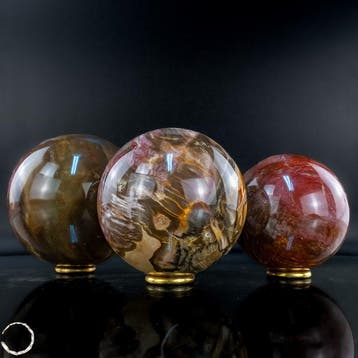 Exclusieve set van versteend hout uit Madagaskar – Tijdloze