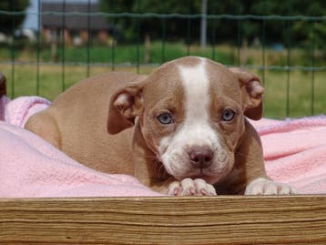 Old English Bulldog pups! t gezonde type. Hartelijk welkom, Parvo, Nederland, 8 tot 15 weken, Bulldog