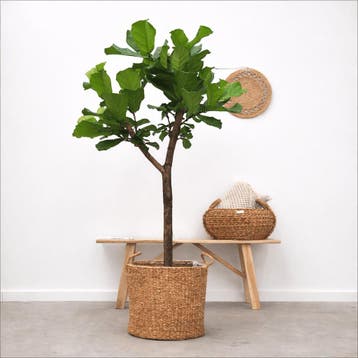 Green Bubble - Ficus Lyrata boom ø34cm, 170cm hoog - Ø30 cm, Huis en Inrichting, Ophalen of Verzenden