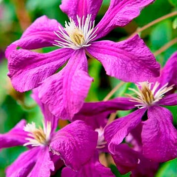 Clematis Zomer Paarse Collectie – 3 Planten Sierplanten, Verzenden, Overige soorten, Struik