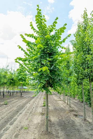 Ulmus laevis hoogstam 18/20