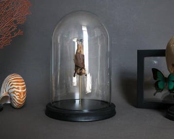Vleermuis Taxidermie volledige montage - Macroglossus