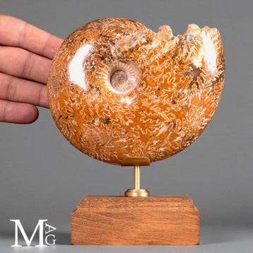 Phylloceras – fossiele ammoniet op houten standaard -