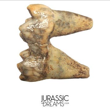 Mooi bewaarde grottenbeer uit de IJstijd (Ursus spelaeus)