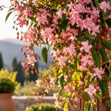 Bosrank ‘Apple Blossom’ (Armand) container (15) Clemat, Verzenden, Overige soorten, Struik