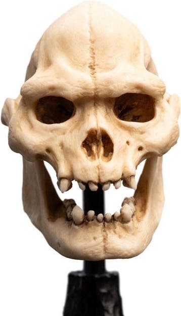Weta Workshop Lord of the Rings Skull of Lurtz Mini Statue 1, Antiek en Kunst, Ophalen of Verzenden