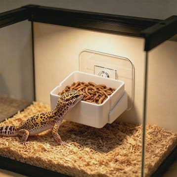 Wandmontage Voerbak voor Reptielen - Veilig en Praktisch, Dieren en Toebehoren