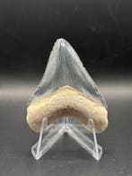 Megalodon - Fossiele tand - Otodus Megalodon - 5.91 cm -