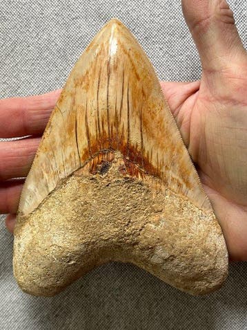 Grote Megalodon-tand, 13,8 cm - Fossiele tand - Carcharocles