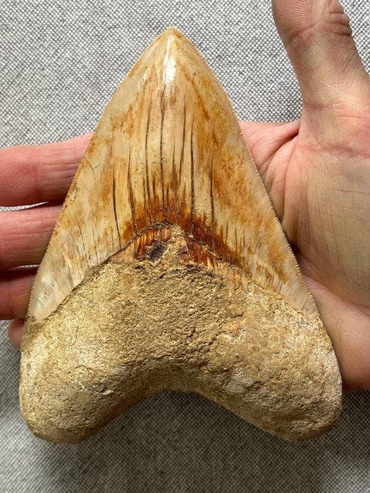 Grote Megalodon-tand, 13,8 cm - Fossiele tand - Carcharocles, Verzamelen, Mineralen en Fossielen