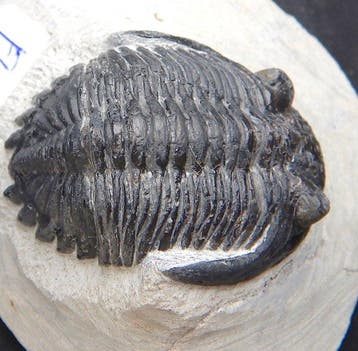 Fossiel - Fossiel skelet - Hollardops mescoristata - 6 cm