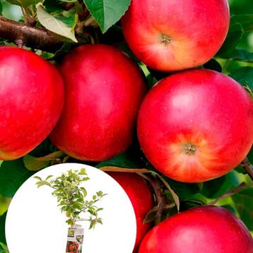 Appel Summerred container (P18) Roze, Wit, Verzenden