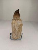 Mosasaurus - Fossiele tand - 14 cm - 5.5 cm (Zonder