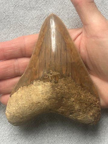 Megalodon-tand 12,3 cm - Fossiele tand - Carcharocles
