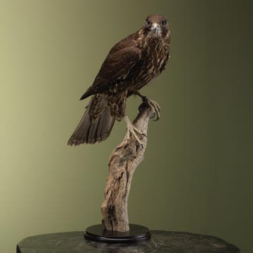 Hybride Valk Taxidermie Opgezette Dieren By Max, Ophalen of Verzenden, Nieuw, Vogel, Opgezet dier