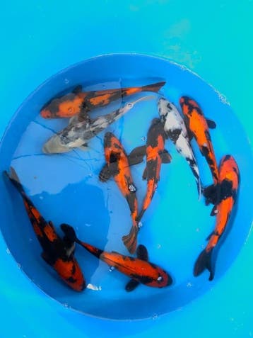 Hirasawa Marusei 27-32cm (Japanse Koi), Karper of Koi