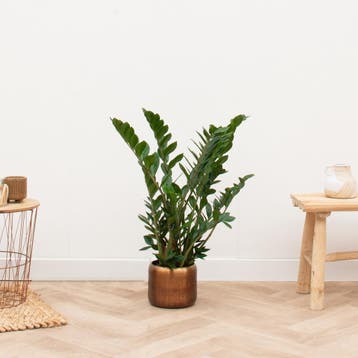Green Bubble - Zamioculcas - 80cm - Ø17 cm, Ophalen of Verzenden